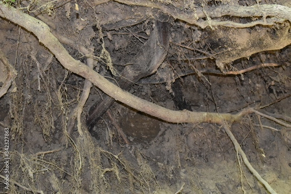 Fototapeta old tree bark