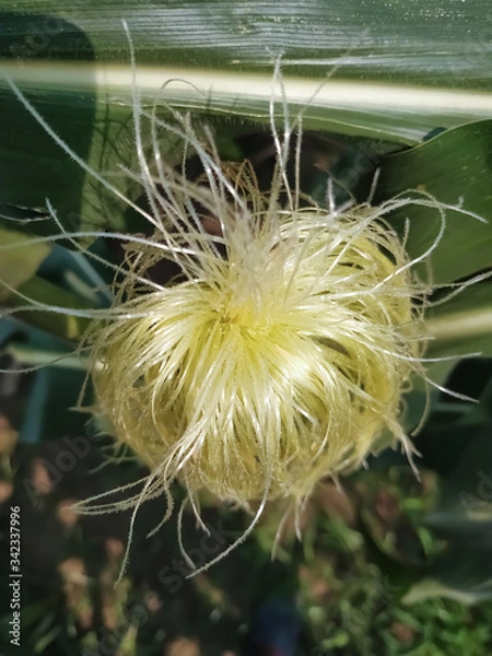 Obraz  Close up of dandelion green and natural and Corn red and yellow flower beautiful