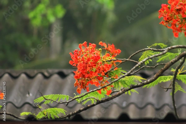 Obraz red and yellow flowers