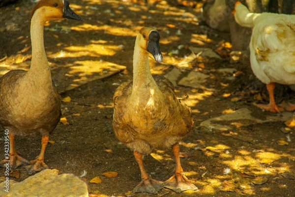 Obraz goose on the farm