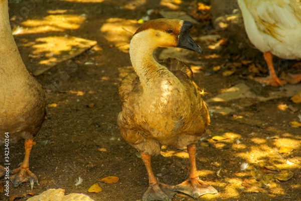 Obraz goose in the farm
