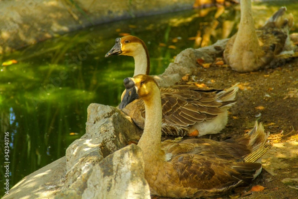 Obraz goose in the farm