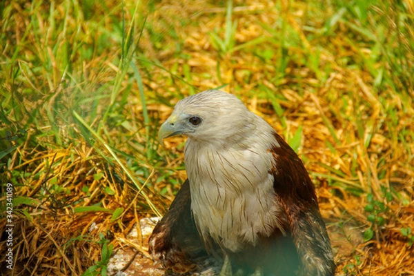 Obraz goose in the farm