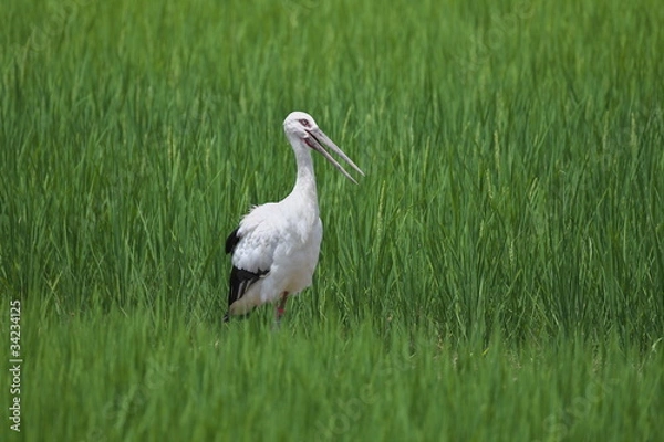 Obraz コウノトリ