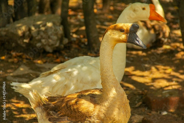 Obraz goose in the farm