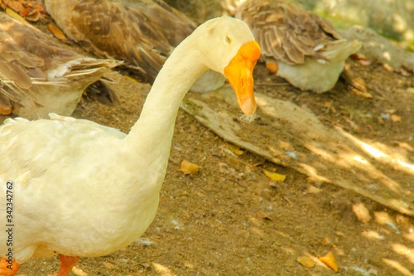 Obraz goose in the farm