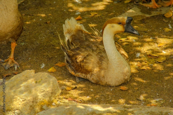 Obraz goose in the farm