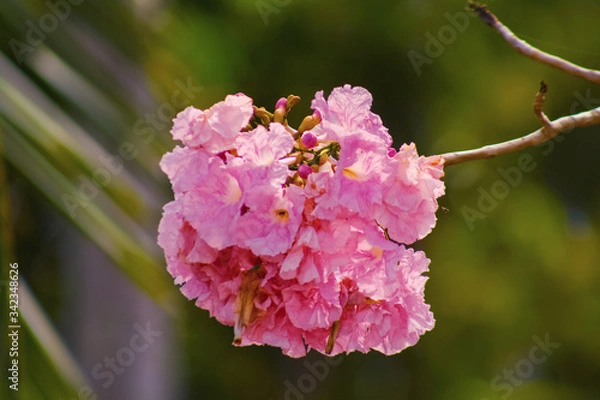 Obraz pink cherry blossoms