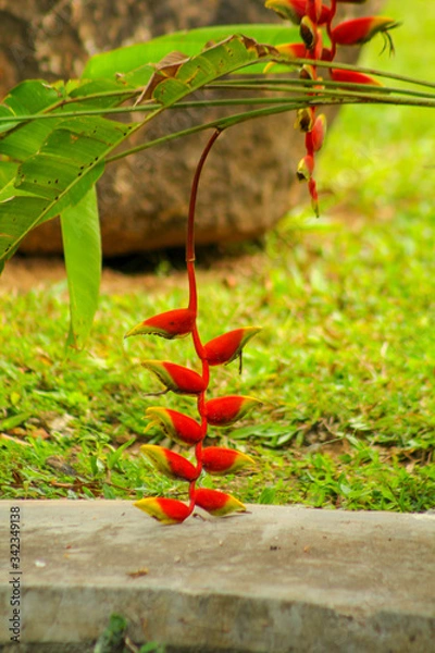 Obraz autumn leaves on the ground