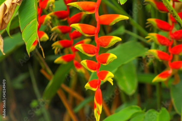 Obraz red and yellow flower