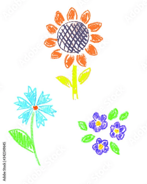 Obraz vector flowers wildflowers cornflower sunflower
