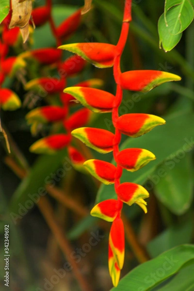 Obraz red and yellow flower