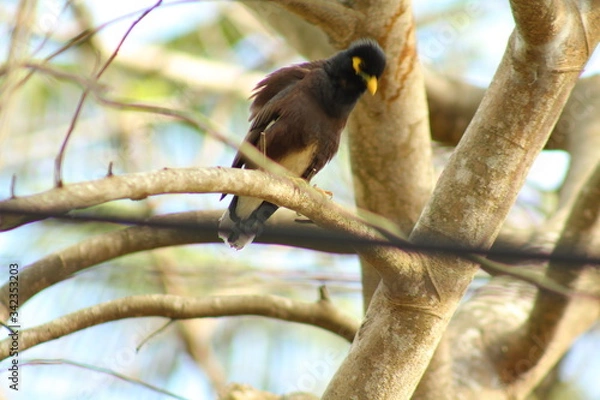 Obraz The commen myna