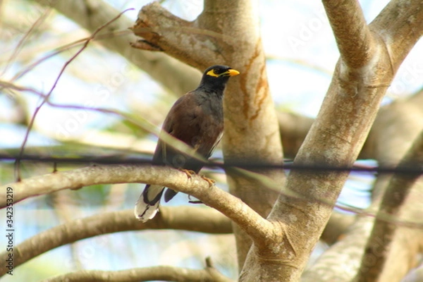 Obraz The commen myna