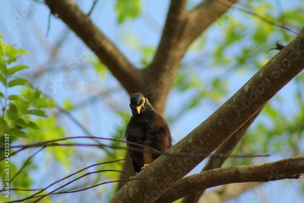 Obraz The commen myna
