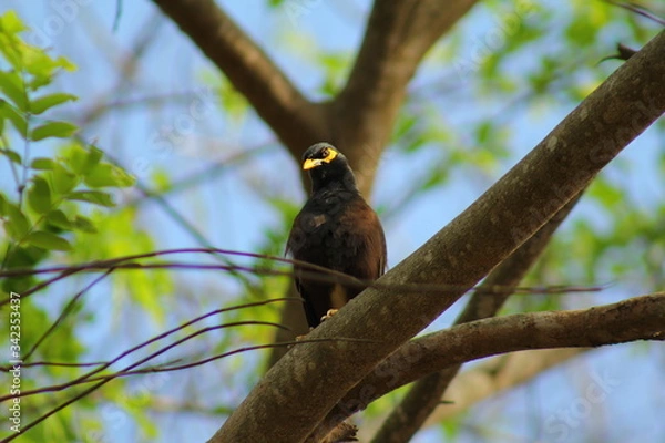 Obraz The commen myna