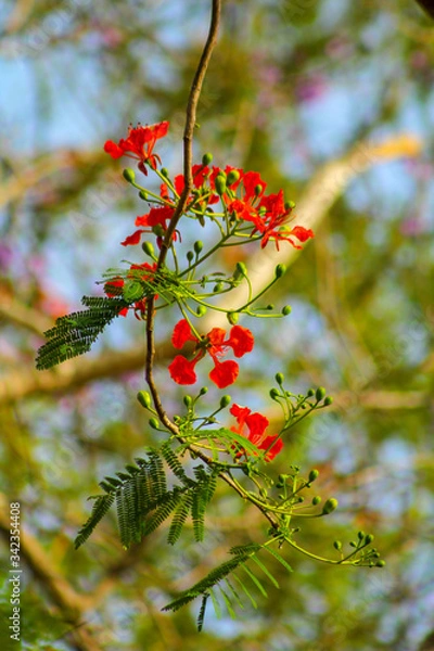 Obraz red berries on a branch