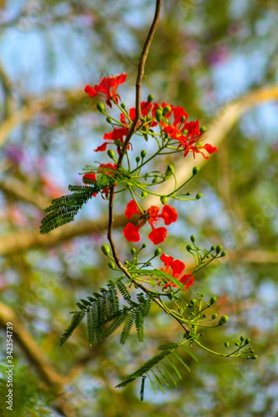 Obraz red berries on a branch