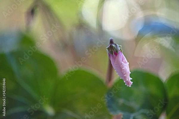 Obraz Pink cyclamen bud