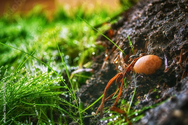 Fototapeta small royal champignon in the forest on a background of grass