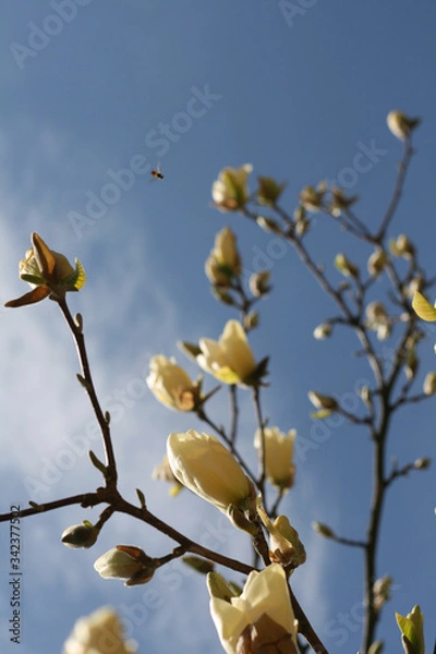 Obraz 
first spring party