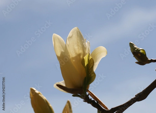 Obraz 
first spring party