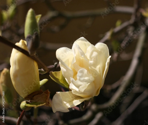 Obraz 
first spring party