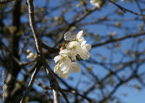 Obraz 
first spring party