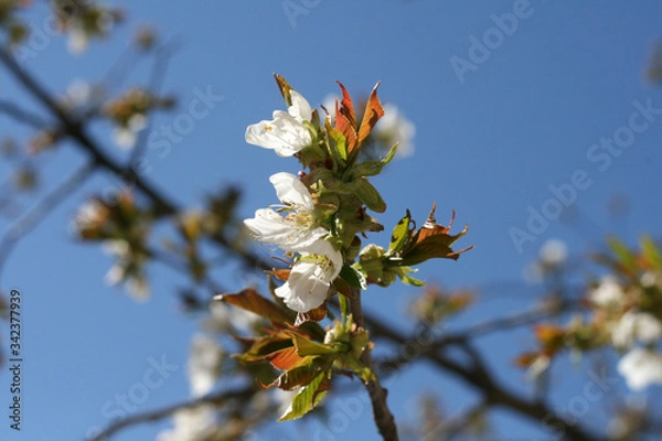 Obraz 
first spring party