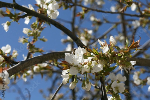 Obraz 
first spring party