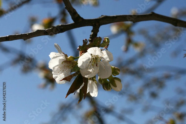 Obraz 
first spring party