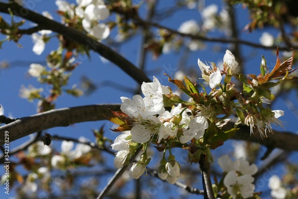 Obraz 
first spring party