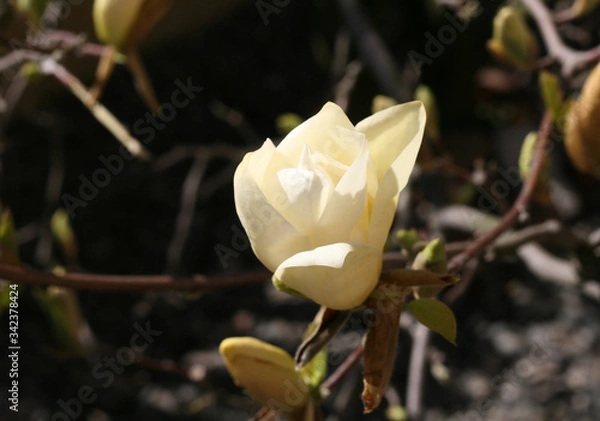 Obraz 
first spring party