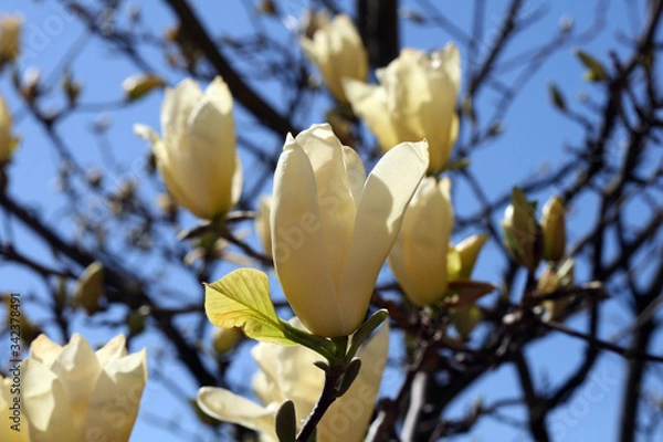 Obraz 
first spring party