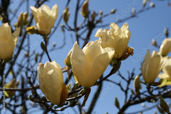 Obraz 
first spring party