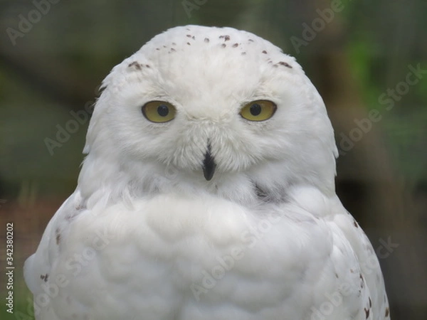 Obraz Snowy owl