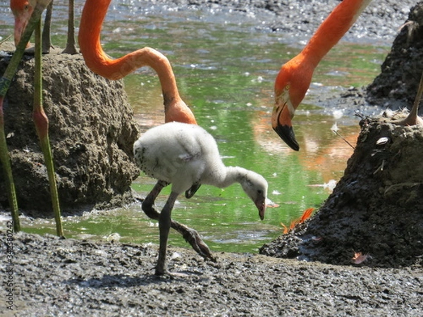 Obraz Flamingos with chick