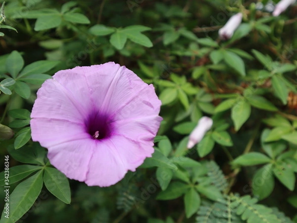 Obraz Purple flower in green background blooming in the morning.
