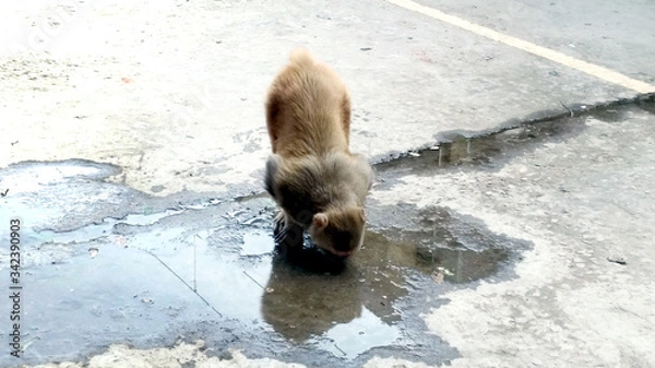 Fototapeta A macaque monkey drinking out of a puddle on a street