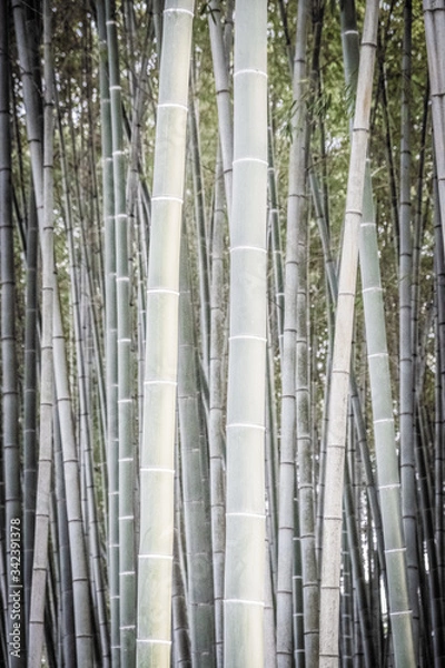 Obraz Abstract background from bamboo trunks. Wallpaper from the texture of bamboo. A lot of plants