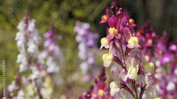 Fototapeta ヒメキンギョソウ