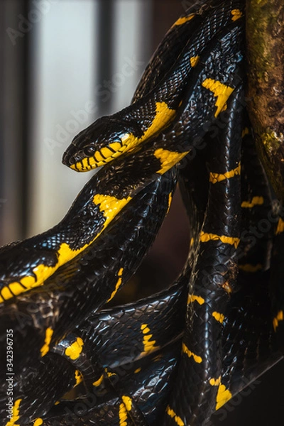 Obraz snake in the dark, Boiga dendrophila, mangrove snake