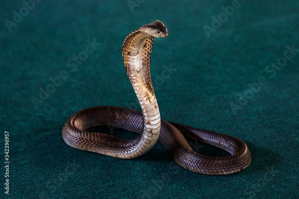Obraz Thai spitting cobra, Siamese spitting cobra or black-and-white spitting cobra