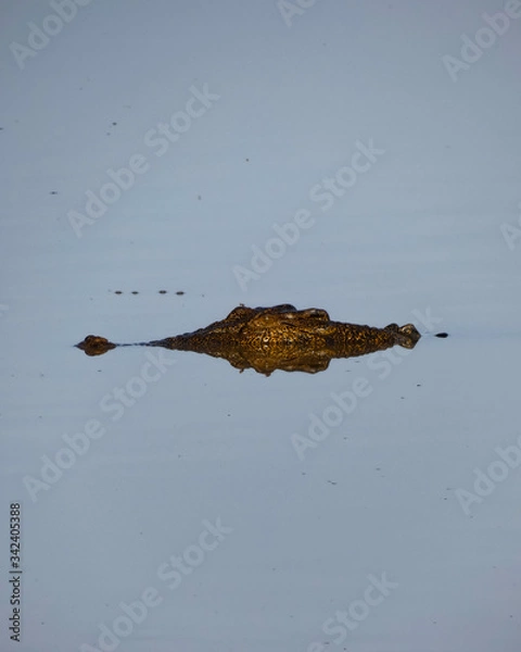 Obraz crocodile , Kakadu National Park, Australia