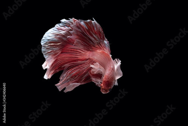 Fototapeta Beautiful colors"Halfmoon Betta" capture the moving moment beautiful of red Fighting fish siam betta fish in thailand on black background