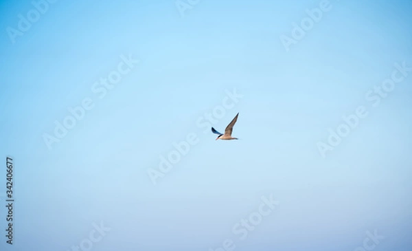 Fototapeta seagulls on the beach. boats on the sea