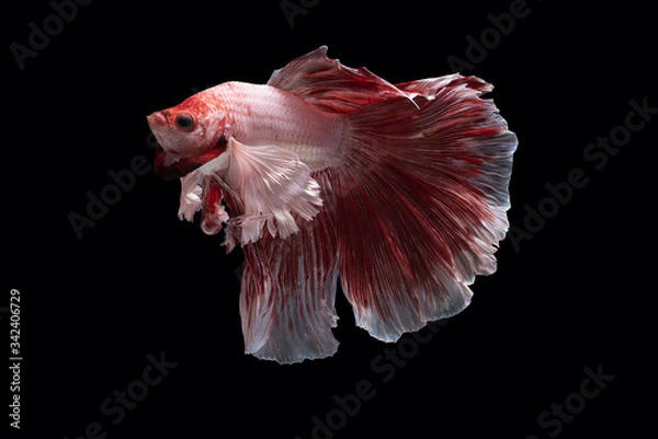 Fototapeta Beautiful colors"Halfmoon Betta" capture the moving moment beautiful of red Fighting fish siam betta fish in thailand on black background