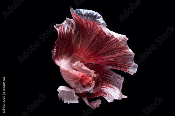 Fototapeta Beautiful colors"Halfmoon Betta" capture the moving moment beautiful of red Fighting fish siam betta fish in thailand on black background