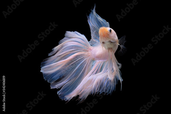 Fototapeta Beautiful colors"Halfmoon Betta" capture the moving moment beautiful of red Fighting fish siam betta fish in thailand on black background
