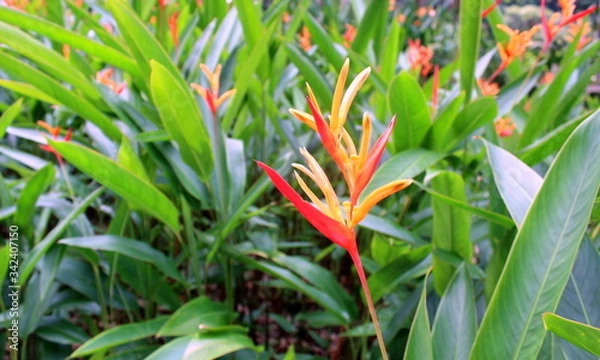 Obraz A closeup photo of lily flower with green foliage background